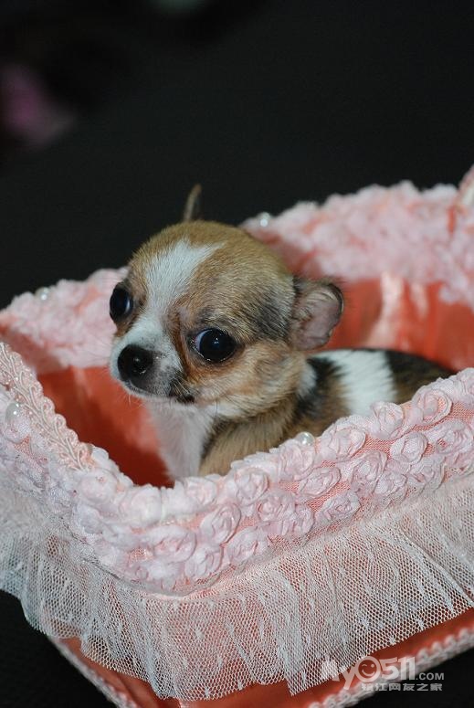 玲珑宠物坊 精品吉娃娃 (暑假特惠 玩具红泰迪 800一只)