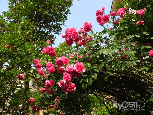 ******大游行加大花天换粉龙沙宝石喽******