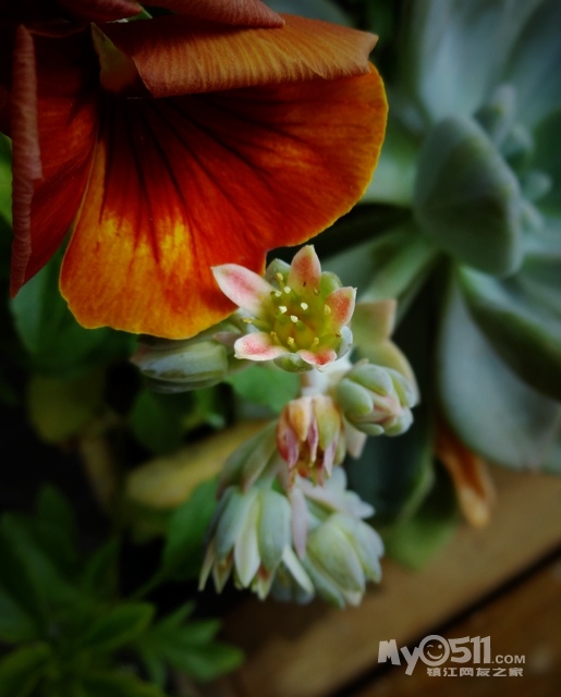 宝石花开花,不起眼,但很上照,呵呵