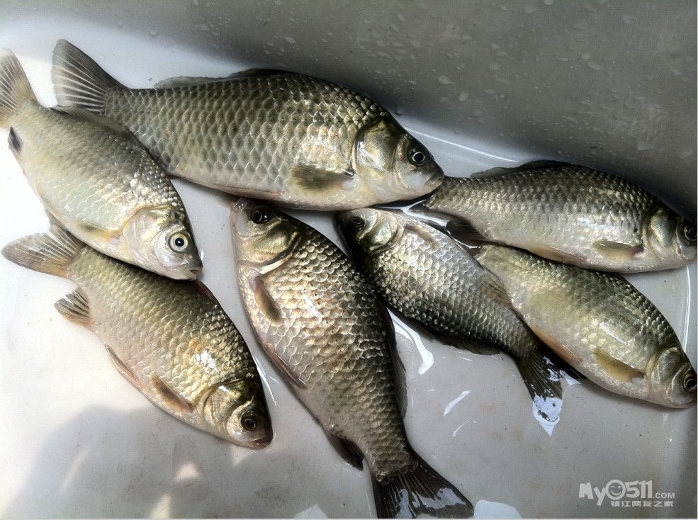 (6月25日,请问这是什么鱼