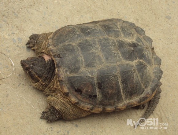 山上的乌龟品种 12061621351bcff61d51e2e091.jpg
