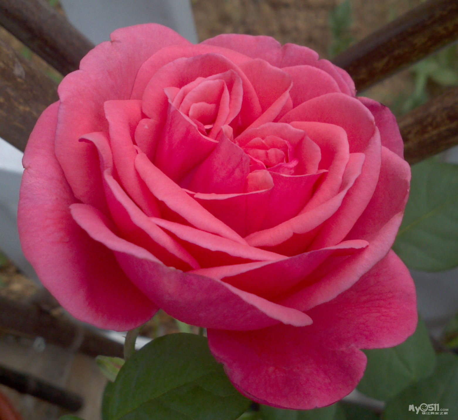 月季-端午节的礼物:英格鲁初开