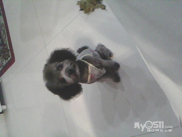 小女生灰色玩具贵宾,想找喜欢她的爸爸妈妈