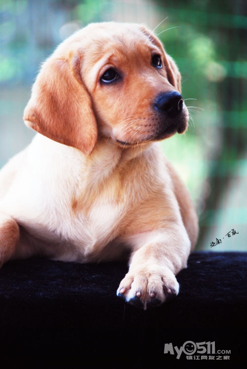 只为爱拉布拉多的人准备,迦南出品 - 宠物交易 - 猫狗总动员 梦溪论坛