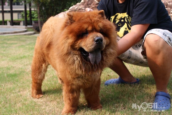 雄狮辛巴两岁了,为了延续优秀血脉,现在为此正式对外配种,价格优惠.