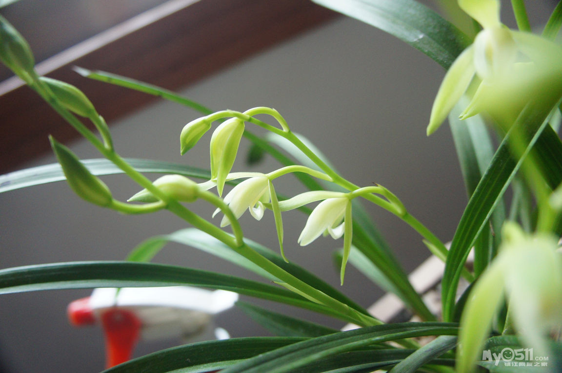 看我家的草兰