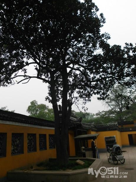 作为镇江市树的广玉兰,并没有在市区范围受到青睐.