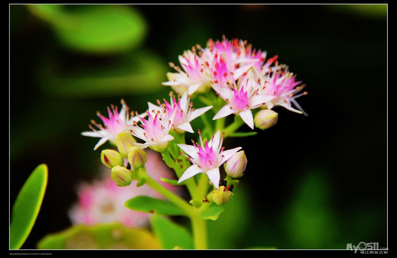 南山的——红花景天