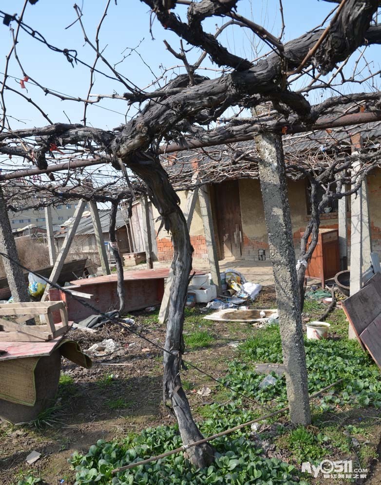 (葡萄好吃树难长,400棵葡萄树等待安家