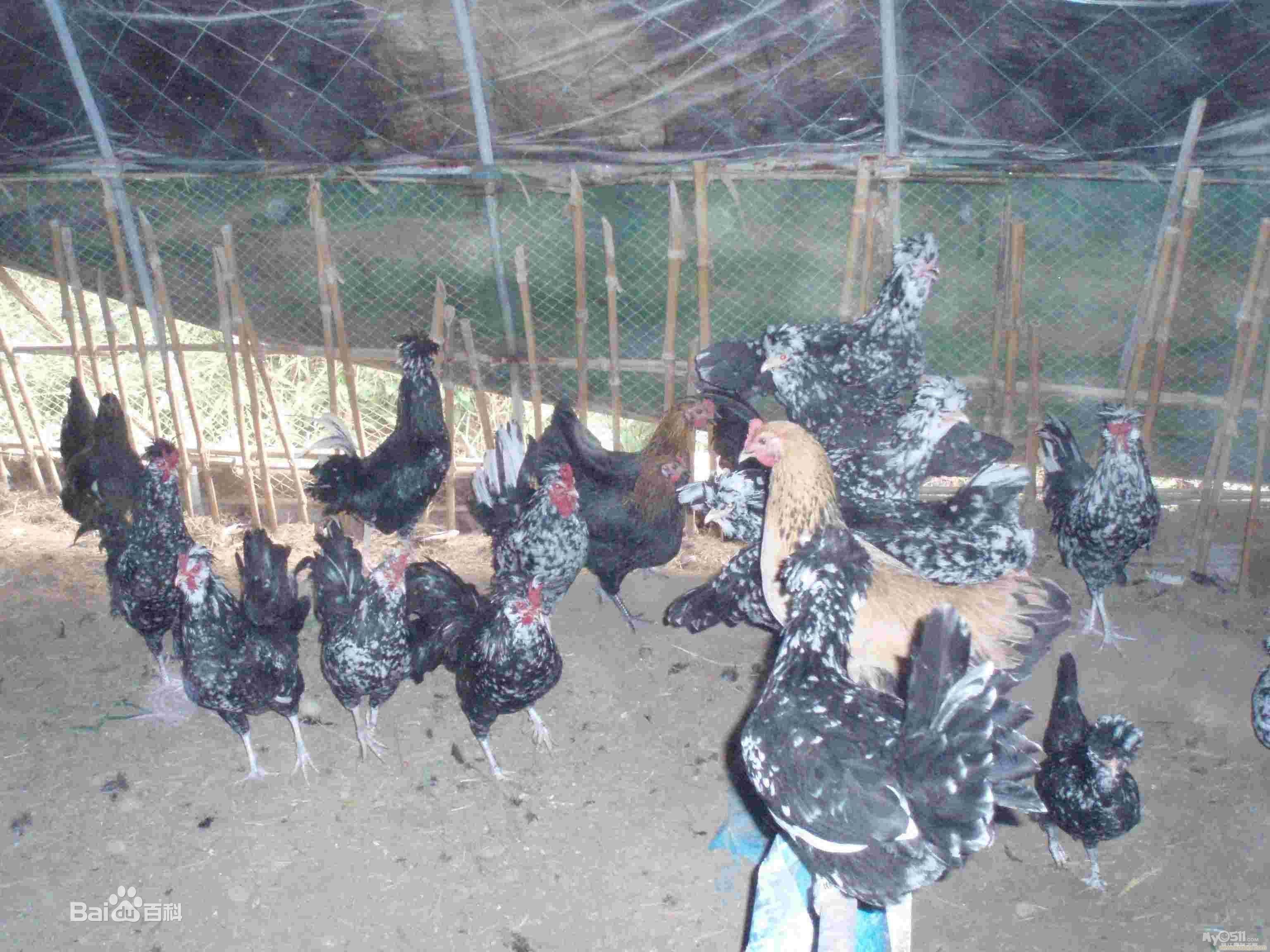 低价处理一批"贵妃鸡",量大从优