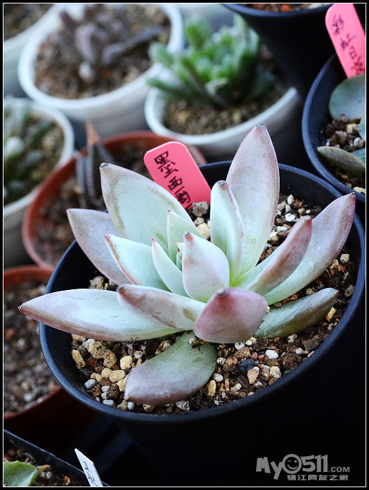 单反穷三代 多肉毁一生 1.22更新