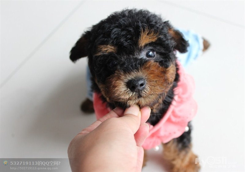 小米熊- 特价宝贝688元 大眼睛 花皮毛 逗人发笑的无敌幻影小泰迪