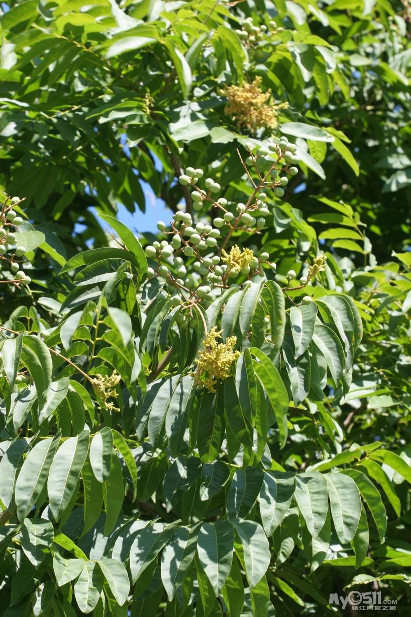 大家知道镇江哪里有无患子树&nbsp;&nbsp;我有用啊 大家帮帮忙 先