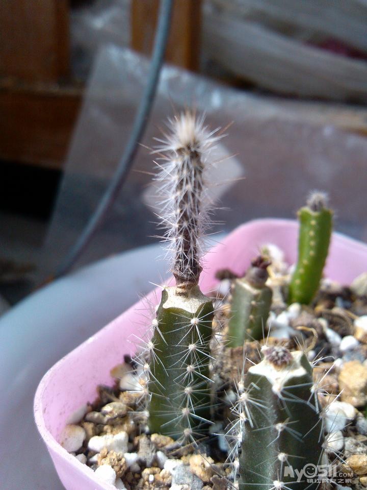 多肉植物如何生长茂盛 130407205083b8518a880d388e.jpg