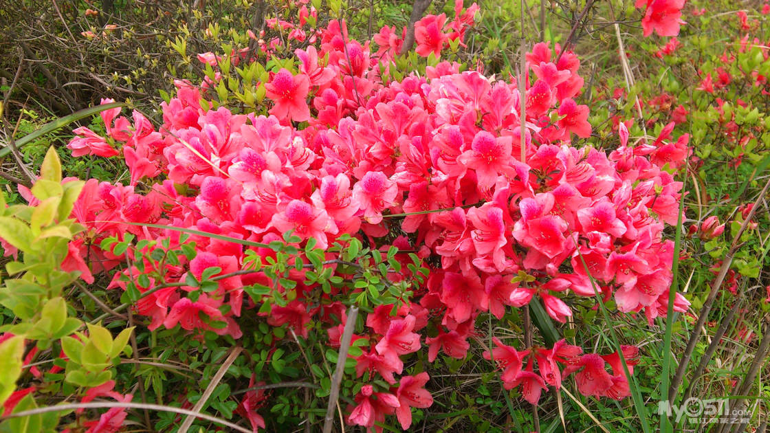 相逢烟雨 默默无语 放眼欲看 山花烂漫…………(南嵩岩纪行