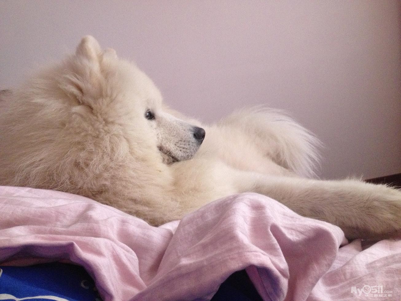 新到家的喵小咪顺带晒晒我家的高富帅