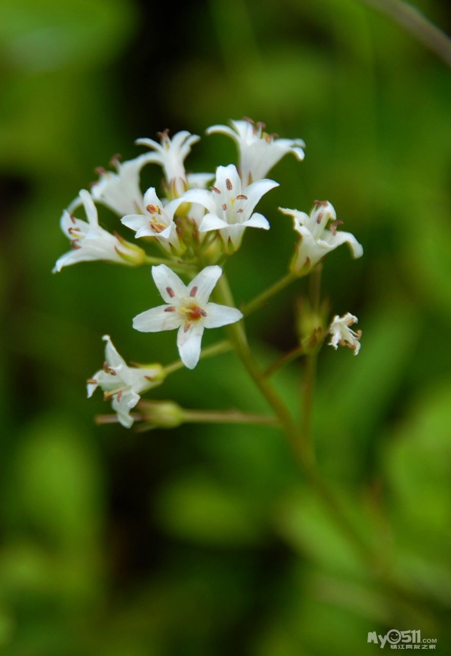 乡间路旁的小花——滨海珍珠菜 - 花鸟鱼虫 - 梦溪论坛 镇江,时事,招