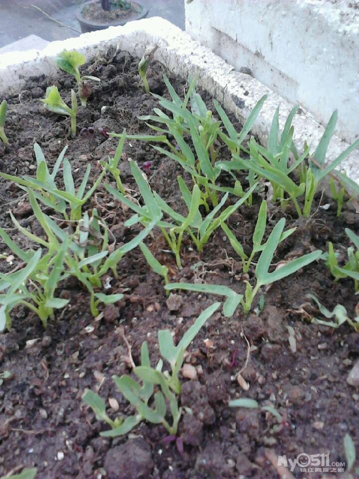 空心菜苗