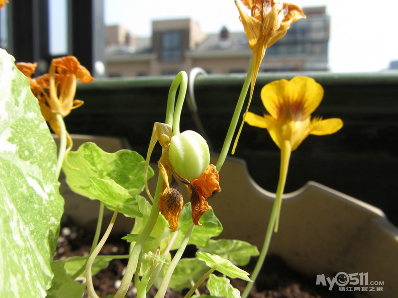 旱金莲--樱桃玫瑰红开了(更新38楼心目中的红花斑叶终于达成所愿了)