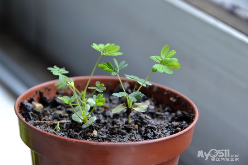 也来秀秀花草——分享的白檀枝条已经送去红英店里