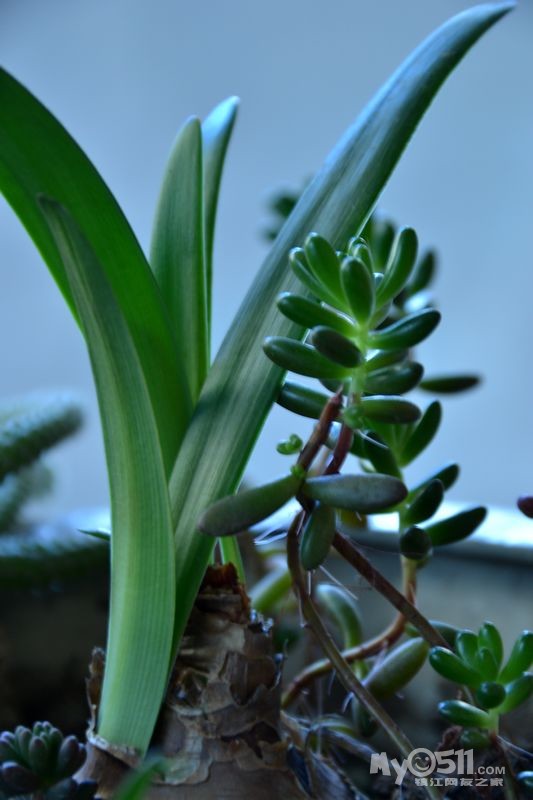 也来秀秀花草——分享的白檀枝条已经送去红英店里