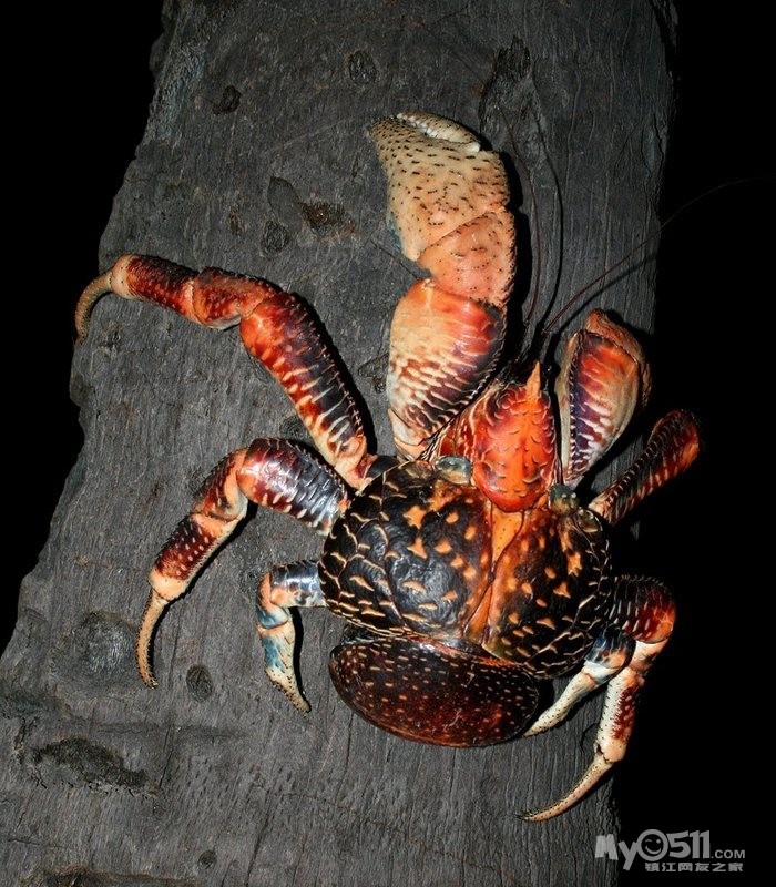 吓人的巨型椰子蟹 靠吃动物尸体为生(高清组图)