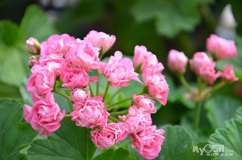 天竺葵6.14更新92楼