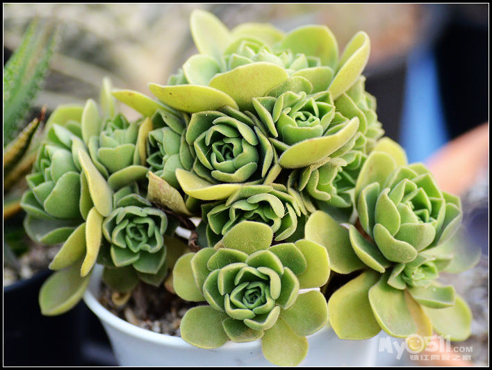 单反穷三代 多肉毁一生 12.23更新