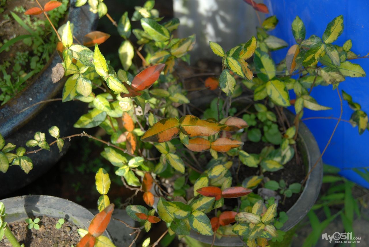 原帖由  小狗爱家 于 13-7-4 21:04 发表   老师想要你的金叶络石