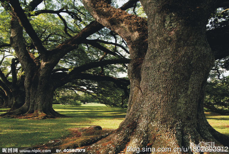 "美国的国树" ——"橡树" 橡树(oak)  拉丁名:quercus robur 科&nbsp