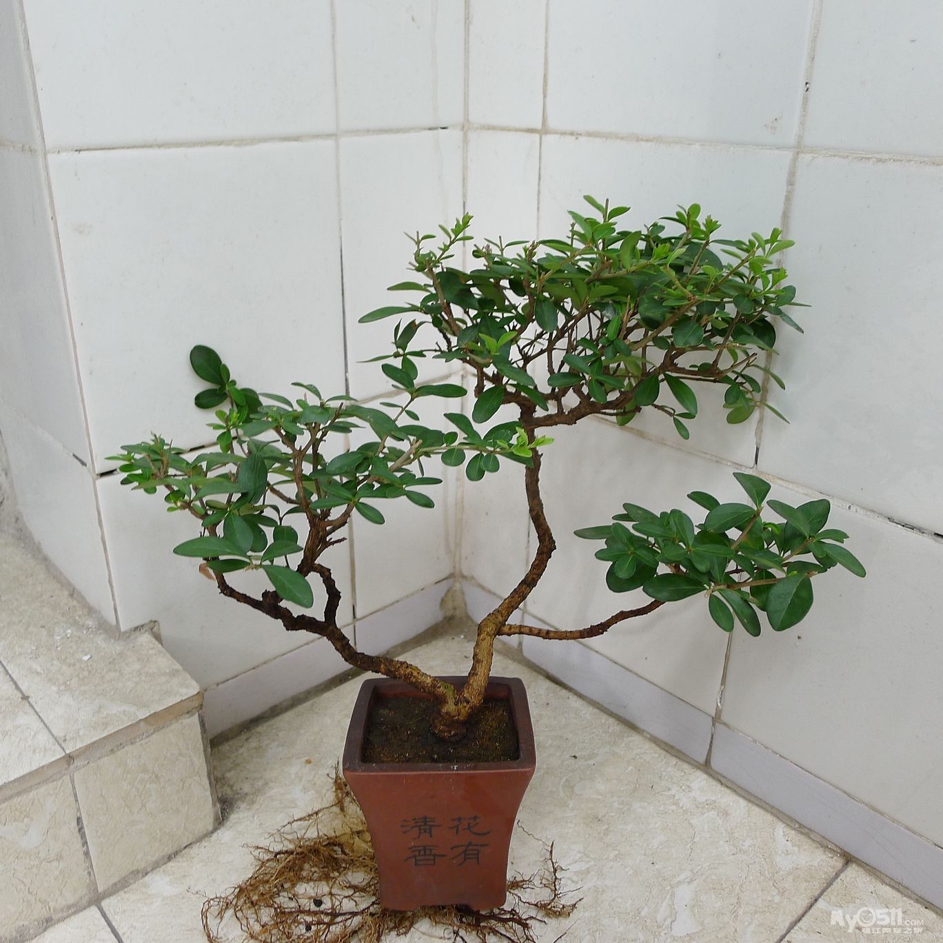 小叶女贞,花盆,超大花盆,水仙花盆