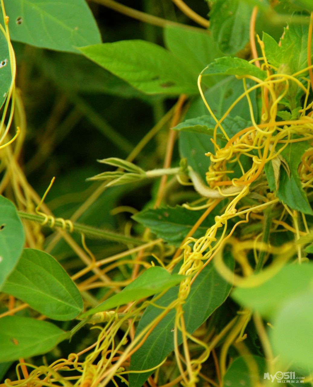 寄生害草——菟丝子