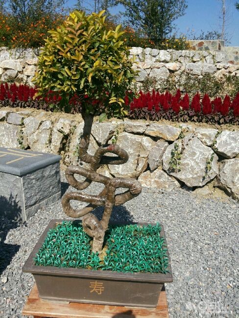 道是寻常m  精华  14  注册 10-11-9 行业 教育科研          寿字