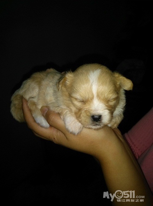 怎么挑选小狗仔 13111315560260c73a857f3936.jpg