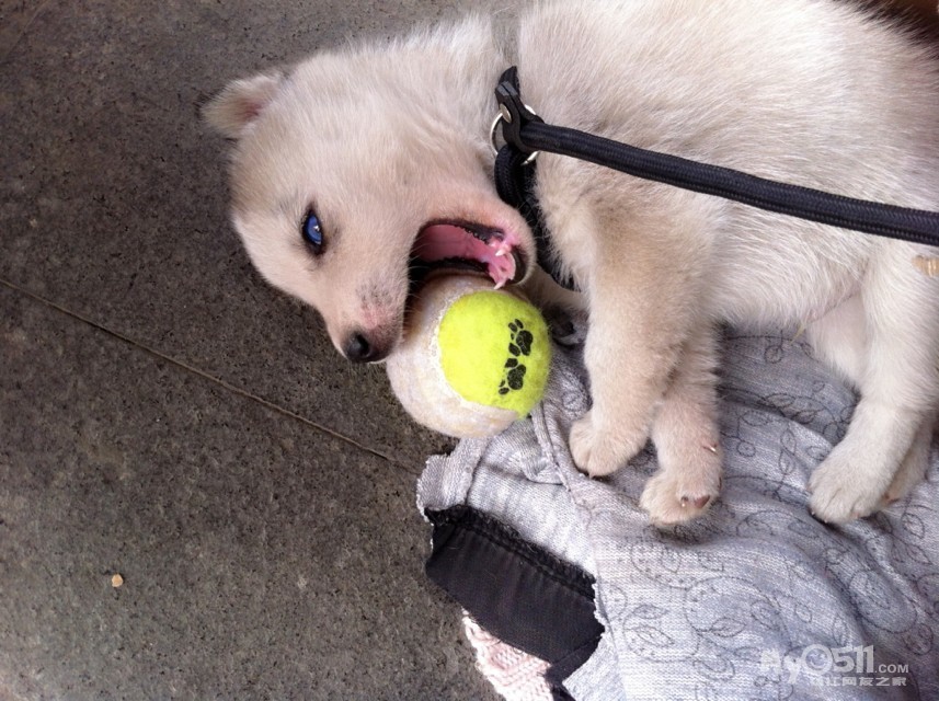 忍痛转让净脸哈士奇一只