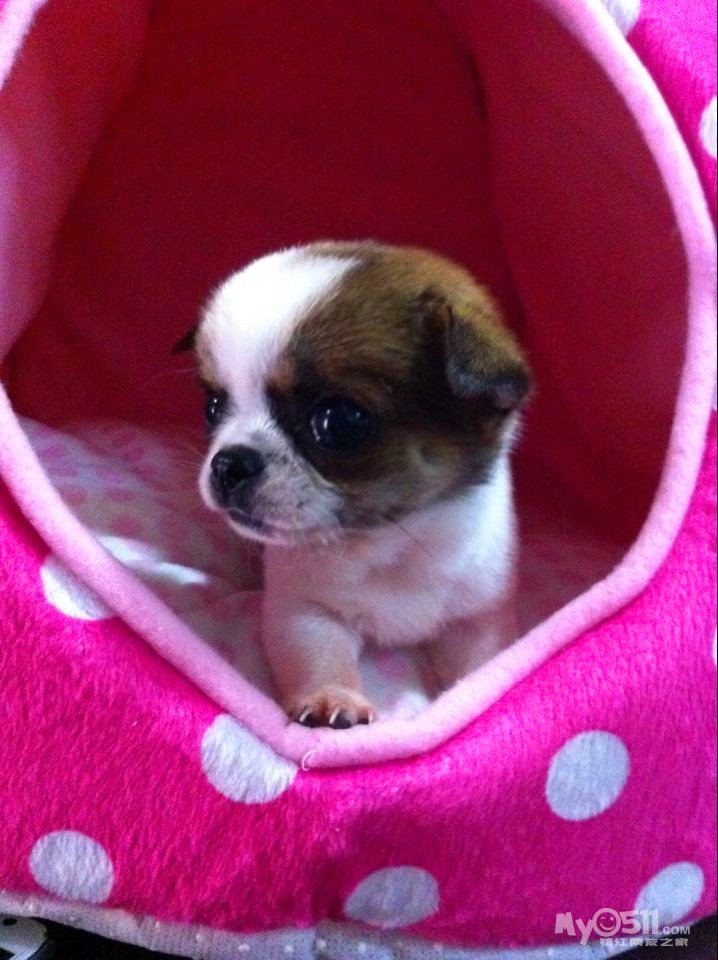 (小娃娃全部售完 期待一个月后出生的小宝) - 宠物交易 - 猫狗总动员