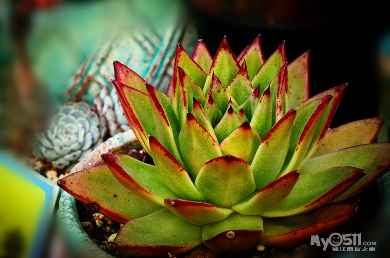 单反穷三代 多肉毁一生 1.22更新