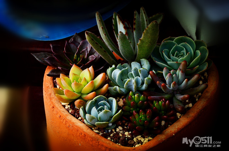 单反穷三代 多肉毁一生 1.22更新