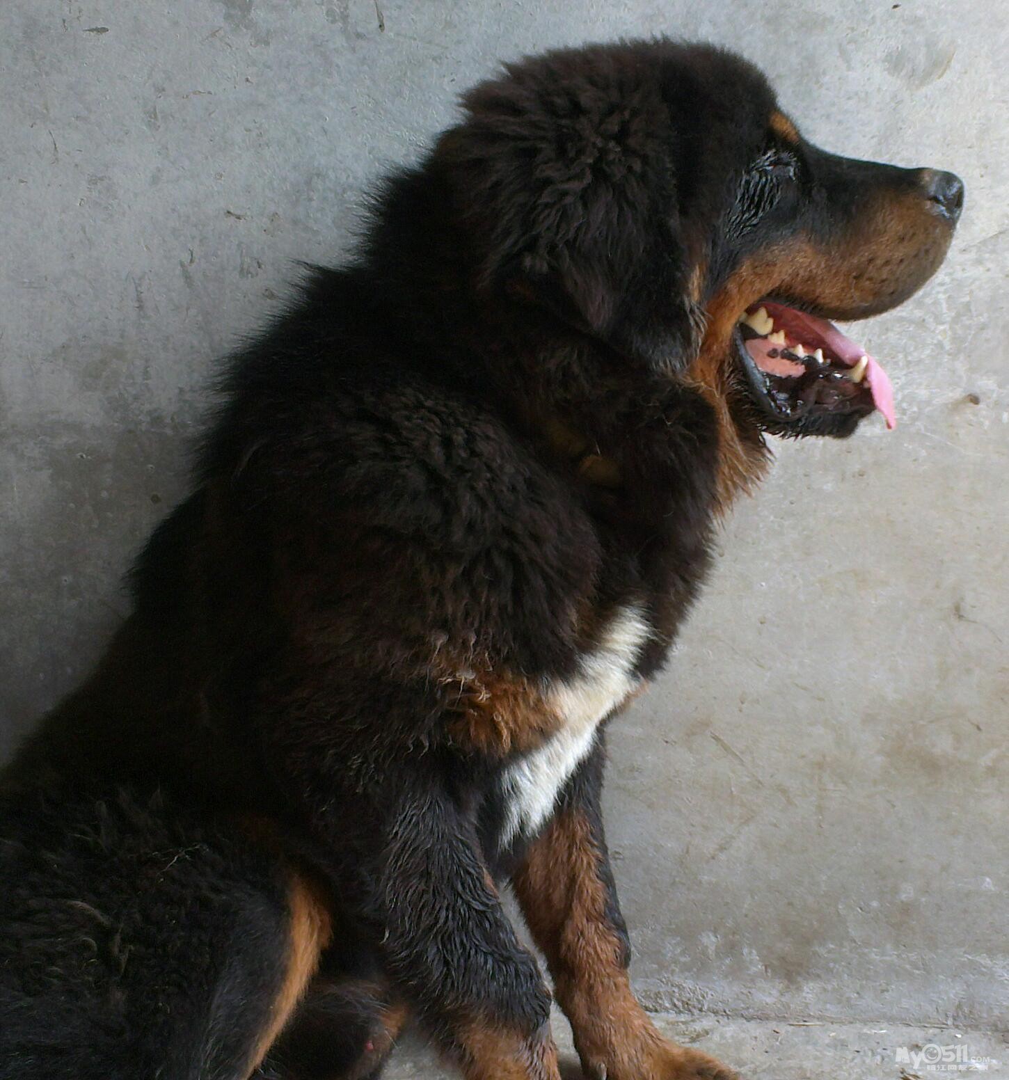 小藏獒接受预定,有图有真相 - 宠物市场 - 猫狗总动员 梦溪论坛 镇江