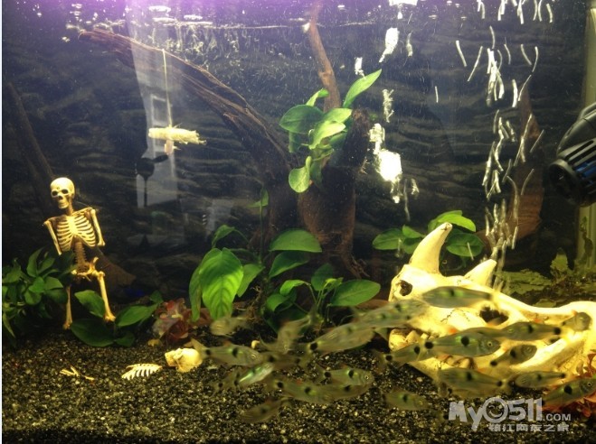 清缸出售20条马克土司和一个60cm的缸带全套设备和造景