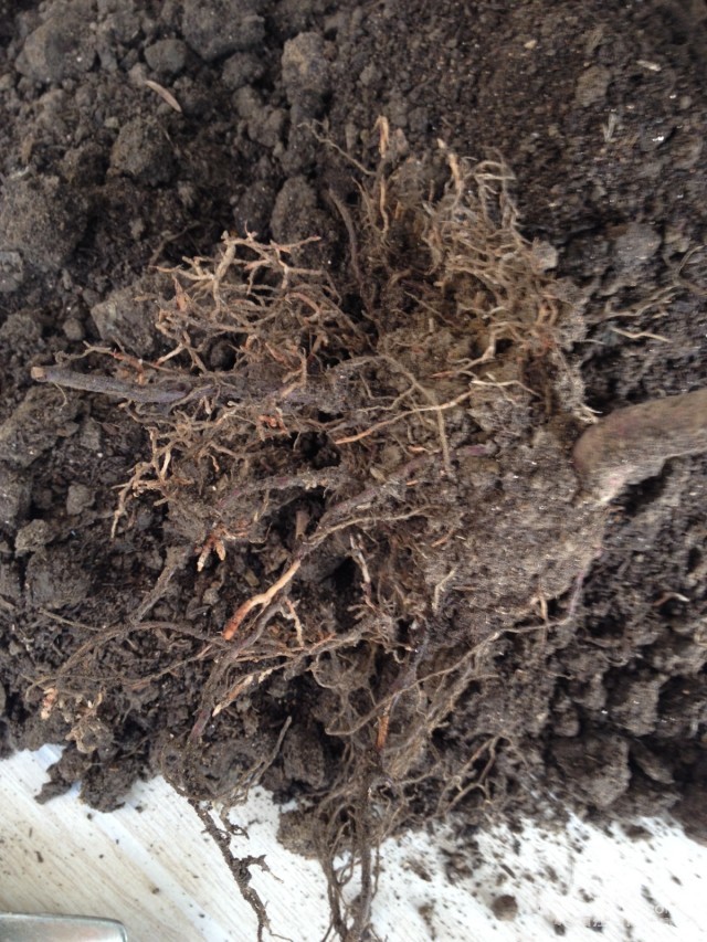 我的红豆杉叶子发黄有点枯萎怎么救呀(有根和叶的图)