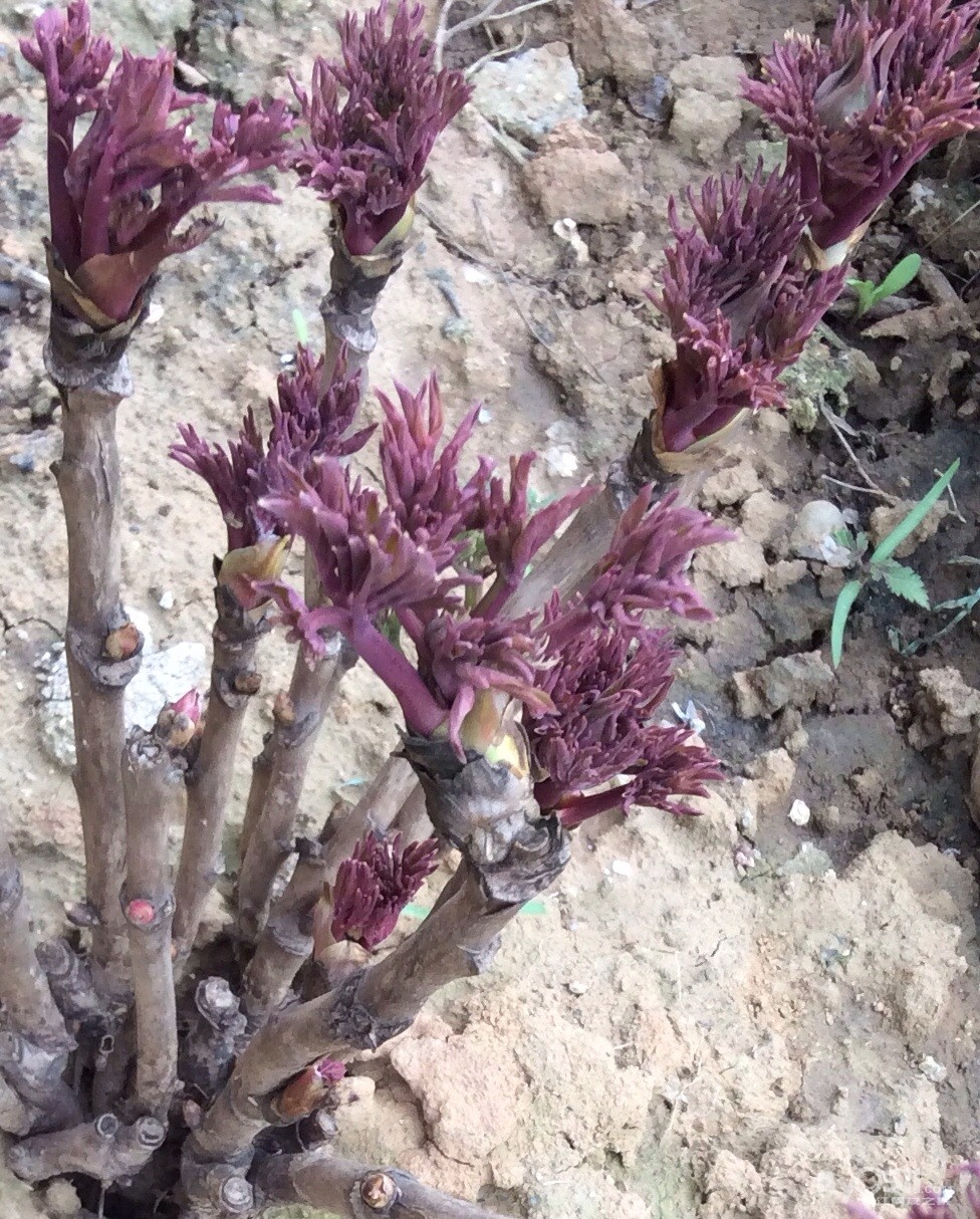 牡丹发芽