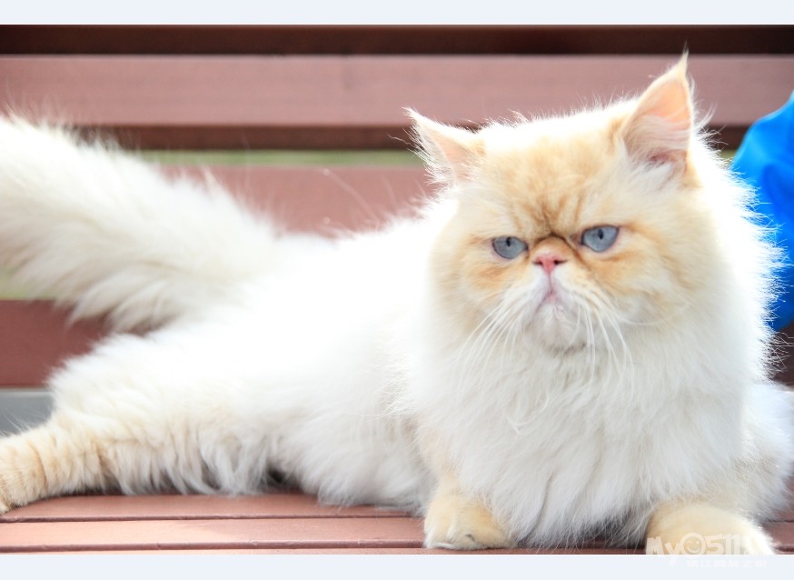 一岁半壮年奶油斑八字脸加菲,两岁火焰大山色喜马拉雅对外配种 照片已