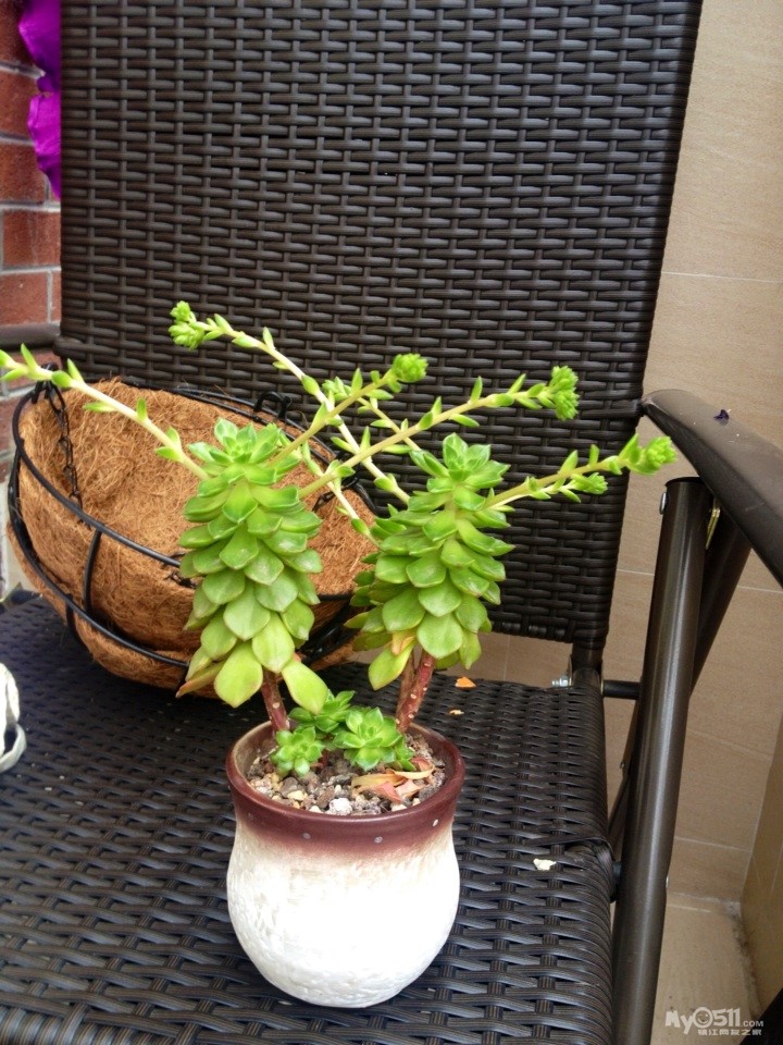 单反穷三代 多肉毁一生 1.22更新