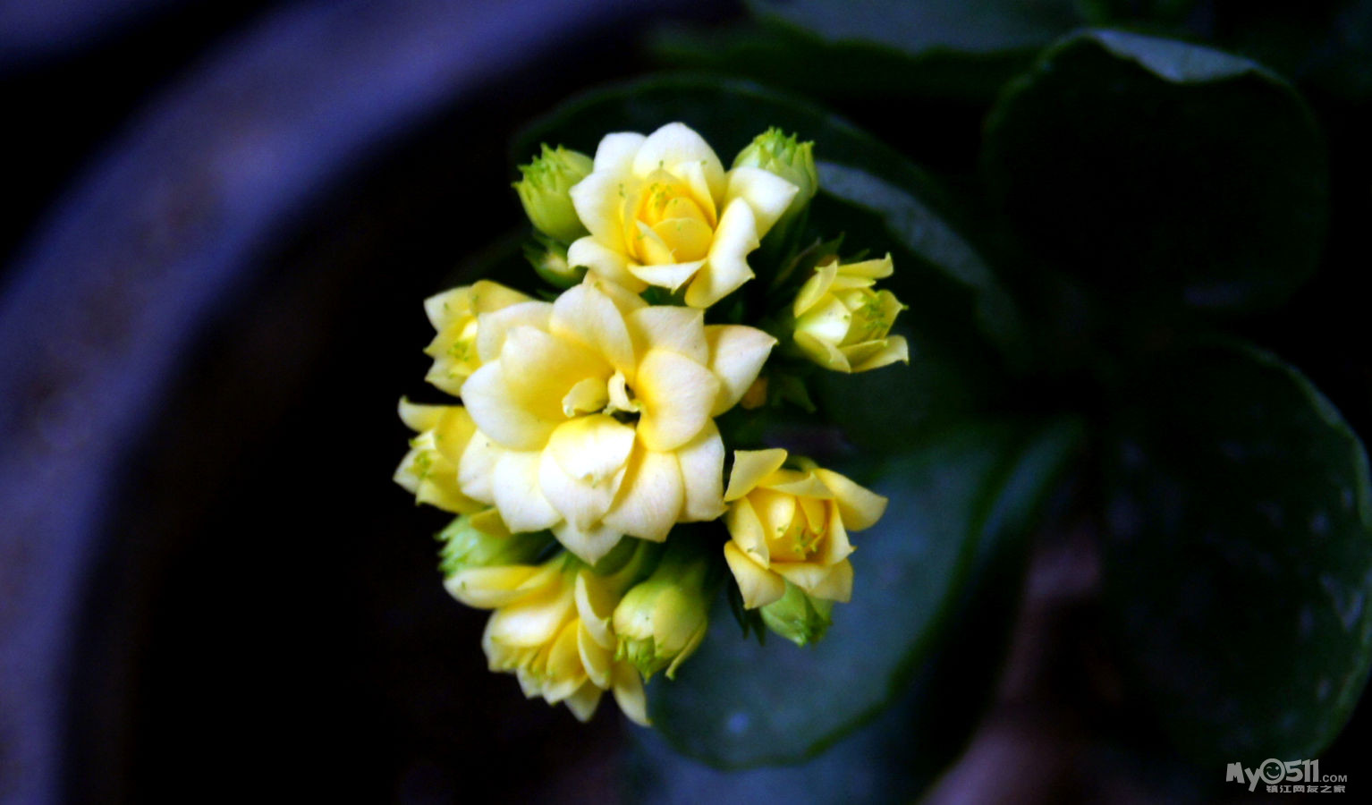 无根长寿花也开花