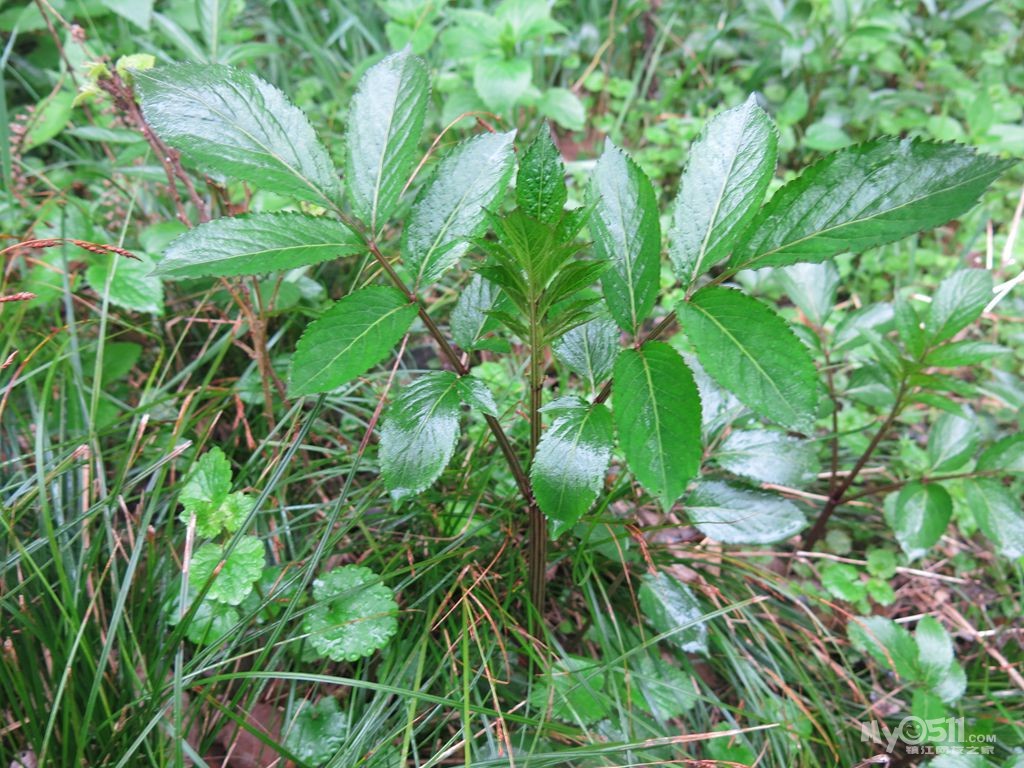 上週發現的野生植物,與大家共享