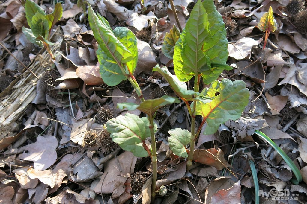 上週發現的野生植物,與大家共享