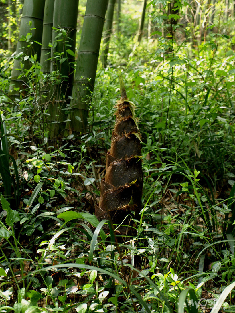 雨后南山春色满园