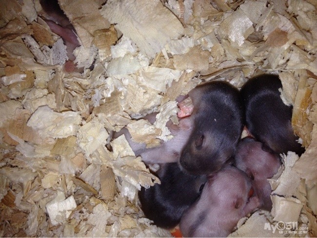 03 家里仓鼠生了一窝,求爱心人士收养