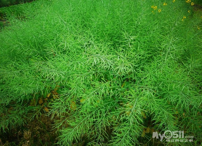 歡迎明年再來榮炳看油菜花,榮炳肥沃的土地,長出的油菜籽特別的飽滿